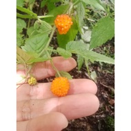 Anak Pokok Native  Raspberry  dari Kebun Paklong