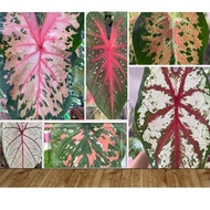 Pokok Keladi /Caladium Freckles/Thai Batik/Ms Muffet/Tapestry/Heart Desire/Caribbean Coral/Fannie Monsoon
