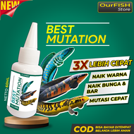 Obat Mutasi Ikan Channa BEST MUTATION Vitamin Ikan Channa Maru Barca Asiatica Andrao Yellow Sentarum