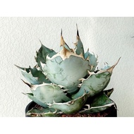 Agave titanota “white ice” 白冰仁王冠