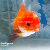 ikan oranda 3color mungil 10cm