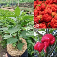 Tanaman cabe / cabai Carolina reaper merah pedas ( sudah jadi pohon ) bukan benih