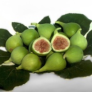 พันธุ์ Conadria (คอนาเดีย) Fig ต้นมะเดื่อฝรั่ง อร่อยมาก ต้นสมบูรณ์มาก รากแน่นๆ จัดส่งพร้อมกระถาง 6 น