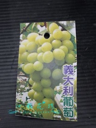 心栽花坊-義大利葡萄/4吋/葡萄品種/水果苗/售價200特價160