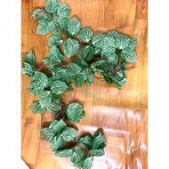 Vines - high-quality striped royal vines for store decoration