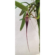 orkid orchid hutan cutting bulbophyllum fascinator