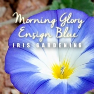 (5 Biji) Benih Bunga Morning Glory Flower Seeds Ensign Blue, Iris Gardening