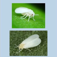 OSHIN 20WP Racun Bunuh Terus Lalat Putih Poison Kills Whiteflies Directly 10g Adalah Lebih Efektif