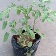 Promo!!!! 5 pohon tomat sayur siap berbuah / bibit pohon tomat / Tanaman tomat