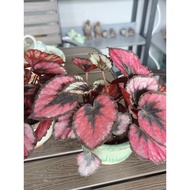 Christmas plant Begonia Red Kiss