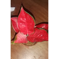 Event promotion varieties Suksom  other Aglaonema