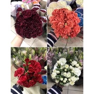 CARNATION Anyelir Bunga Potong Segar