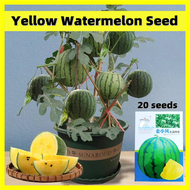 20เมล็ด/ซอง เมล็ดพันธุ์แตงโม ปลูกง่าย ปลูกได้ทั่วไทย Sweet Yellow Watermelon Seed Fruit Seeds for Planting Organic Vegetable Fruit Plants Seeds เมล็ดพันธุ์ผลไม้ โกลเด้นสวีท เมล็ดพันธุ์ ต้นไม้มงคล บอนสีแปลกๆถูกๆ บอนสีหายากไทย เมล็ดบอนสี เมล็ดผักต่างๆ ต้นไม