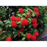 Pokok bunga Ixora/Bunga jejarum merah
