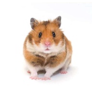 hamster winter white golden syrian blue