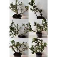 READY STOCK POKOK HIDUP KAYU HITAM BONSAI POKOK 黑金刚 黑金树盆栽