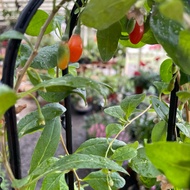 H2O - Goji Berry Plant 枸杞树 Live Plant