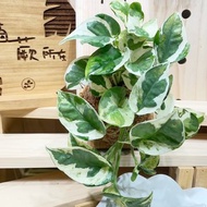 【植蕨所在】 白金葛 居家擺設 牆面擺設 水苔植物 水苔植物上板