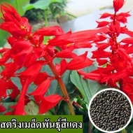 [พร้อมส่ง] ง่ายต่อการปลูกสตริงเมล็ดพันธุ์สีแดงเมล็ดพันธุ์ดอกไม้สด 100% บรรจุเมล็ดพันธุ์ดอกไม้กระถาง 100 ถุง เมล็ดพันธุ์ดอกไม้สามารถปลูกได้ทุกสวนในประเทศไทย เมล็ดบอนไซ ดอกไม้สีสันและดอกไม้ประดับสามารถปลูกในลานและสวนปลูกกระถางให้ดอกไม้ที่สวยงาม