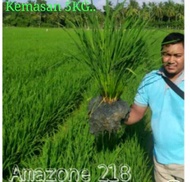 benih padi AMAZONE 218 kemasan 5kg