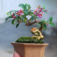 bibit tanaman bunga sakura mikro bahan bonsai bibit sakura mikro bibit sakura mini bibit sakura jepa