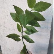 Euphorbia plant/////