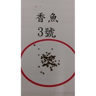 Ayu Feed No. 3 4/Small Fish/Angel Fish/Colorful Fairy