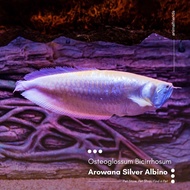 Ikan Predator Arwana Silver Albino / Arowana Silver Albino