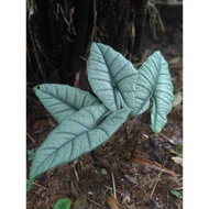 daun ALOCASIA rawatan SILVER 2 3 4 5 6-7 BISMA