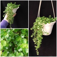 垂吊植物) 嬰兒眼淚 連掛盆+掛勾   Baby's tears  (Miniature peperomia) Long trailings Potted  易種 垂吊 植物  冷水花屬 foliag