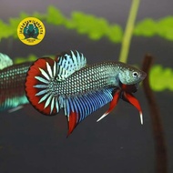 Wild Betta Imbellis Green - Ikan Cupang Alam