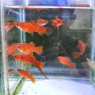 Ikan Platy simpson ekor pedang (swordtail) aquascape