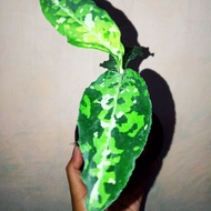 tanaman hias/aglaonema pictum tricolor