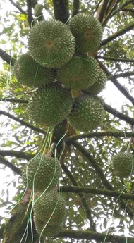 Baja Pokok Durian 13 dalam 1 ( HIGH QUALITY) 100%  ORGINAL