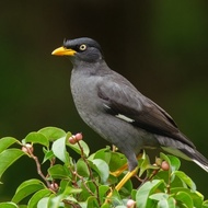 burung jalak kebo dewasa mata kuning pilihan jantan/betina