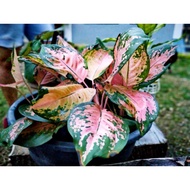 Aglaonema Plants Different Varieties