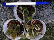 電光寶石蘭 Macodes petola , 葉片有閃電般紋路的一級蘭科觀葉植物! 優質盆株特售!