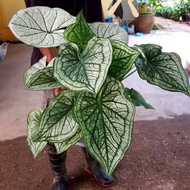 Caladium Green Monter