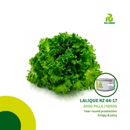 Rijk Zwaan LALIQUE RZ (44-17) Lettuce Seeds (5000 pills)