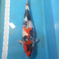 New Ikan Koi Import Showa Sakai Fish Farm (Sff) (Dob2021) Size 65Cm