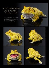 全新 Premium Gashapon 生物大圖鑑Ultimate 角蛙 扭蛋，南美角蛙（黃金）