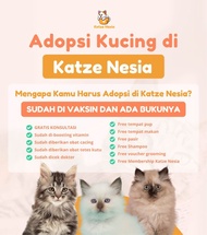 PHC6! Kucing British Shorthair - Adult - Sudah vaksin - Bonus perlengkapan