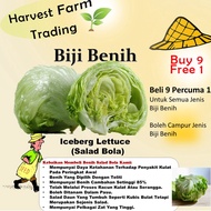 Biji Benih Salad Bulat 200Pcs +- Iceberg Lettuce Seeds 结球生菜种子四季耐热蔬菜种子 Salad Seeds Vegatables Seed Be