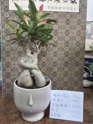 沙漠玫瑰，造型獨特，開花中……植物連盆