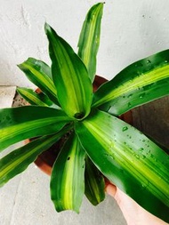 正宗巴西鐵樹 有金邊 風水家居辦公室盆栽 大型植物 容易打理 有機 dracaena fragrans plant indoor outdoor