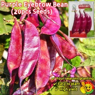 100% Original Purple Eyebrow Bean Seeds for Sale (Fresh 20pcs Seeds) Benih Lentil  High Yield Red Hy