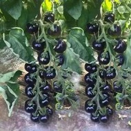 四季黑西紅柿種苗種籽黑騎士櫻桃黑番茄種子 種籽盆栽水果春季蔬菜種子 種籽
