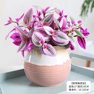 Plants that are truly alive 活着的植物Large Oil Painting Wedding Chlorophytum Comosum Pot Rouge Cloud Suc