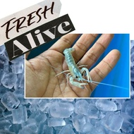 "Frozen Food" - (2inch,Blue) Udang kara Air Tawar / redclaw crayfish / Lobster Air Tawar