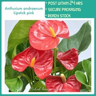 PBN - anthurium andraenum lipstick pink - pokok bunga nursery - tanaman hidup dalaman Berbunga flami
